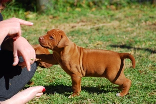 Introducing rules and discipline into the life of a new puppy