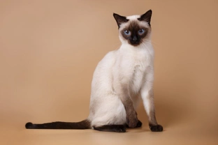 Ten things you need to know about the Siamese cat before you buy one