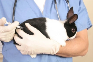 Vaccinations in Rabbits