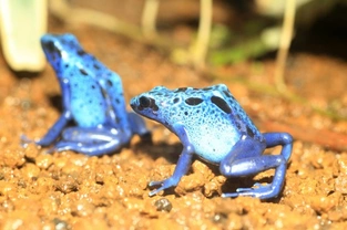 Poison Dart Frogs