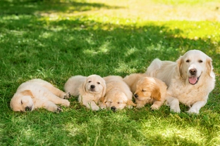 The costs involved in becoming a dog breeder