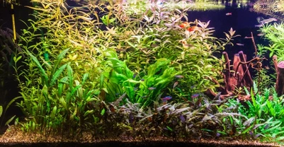 The planted tank - How to grow plants underwater