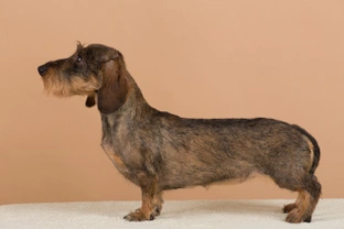 How to minimise the chances of back problems in the Dachshund