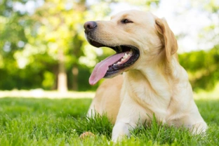 Four ways grass seeds can pose a hazard to your dog