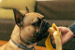 Zase to krmení aneb může pes banán?