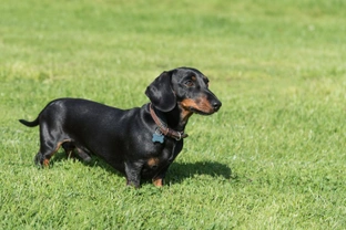 Five dog breeds that exhibit a type of canine dwarfism
