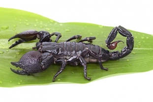 Caring for an Emperor scorpion