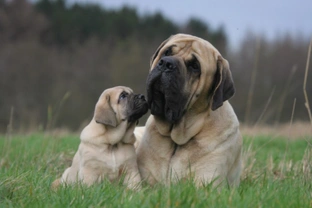 10 things you need to know about the mastiff before you buy a dog of the breed
