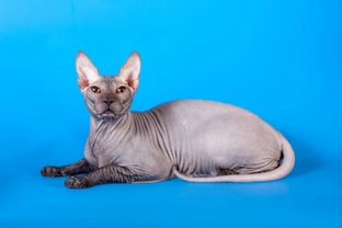 Caring for the unique and unusual Sphynx cat
