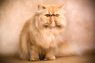 Ten Interesting Facts About Persian Cats