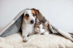Can your pet catch your cold, and vice versa?