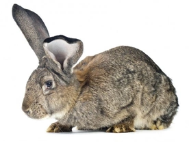 Giant Rabbits - the next big thing?
