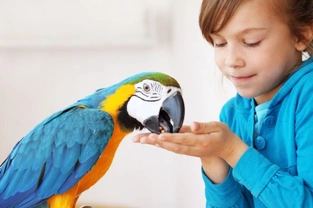 How to train your hand reared pet parrot