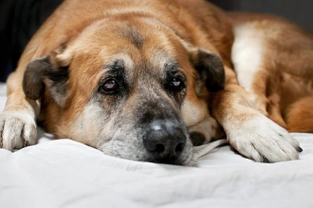 Canine diabetes and its connection to cataracts