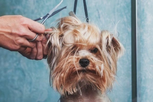 Six things to avoid doing if you want to keep your dog groomer