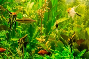 Identifying problems and illnesses in your fish tank