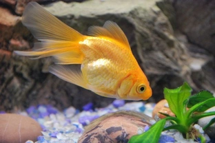 Keeping goldfish - it's not as easy as it seems!