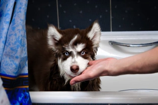 How to stop your dog from drinking out of the toilet