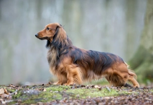 Why are Dachshunds and miniature dachshunds so expensive?