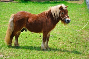 British native pony breeds