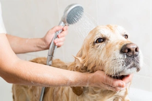 The 3 Grooming Stages from Puppy to Senior Dog