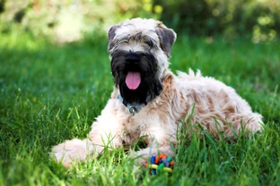 Lymphangiectasia in the soft coated wheaten terrier