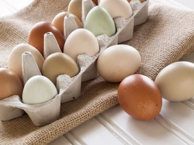 Chicken breeds and their egg colours