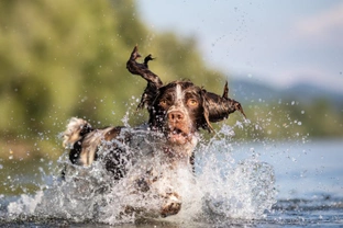 Ten water-based hazards you should consider before letting your dog swim somewhere