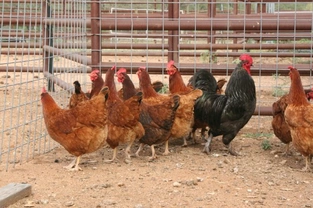 Keeping Poultry - A Beginners Guide