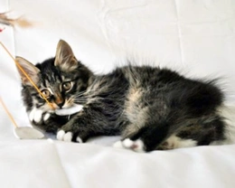 Kurilian Bobtail, il gatto dal codino a pompon, origini e curiosità