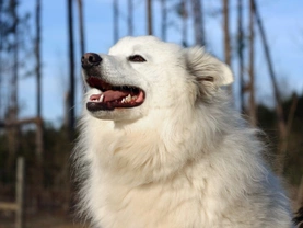 5 fascinating facts about the American Eskimo dog