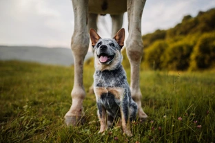 How to Keep Your Dog Safe Around Horses and at The Stables