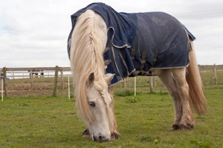 Do Horses Get Enough Vitamin D When Rugged Up?