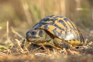 The Legal Implications of Tortoise Ownership