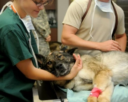 Cómo detectar y tratar la otitis canina