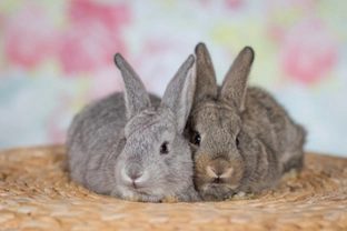Five common misconceptions about pet rabbits you need to get over before you buy one