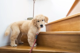 Štěně a schody aneb mít psa ve čtvrtém patře?
