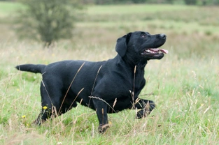 Labrador Retrievers – Are ‘Show dog’ labs and ‘Gundog’ labs substantially different?