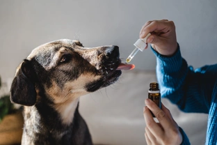 Posílení imunity u psa? Myslete na pohyb i stravu