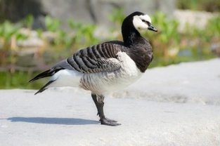 British Birds - Geese