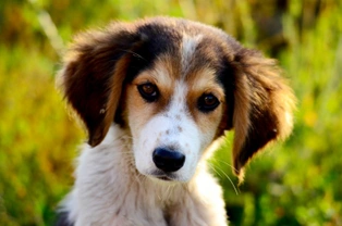 How long after exposure is your dog at risk of developing parvovirus?