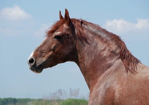 The Risks Involved When Horses Develop Cresty Necks