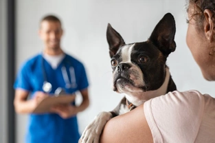 What can your dog still go to the vet for during social distancing coronavirus restrictions?