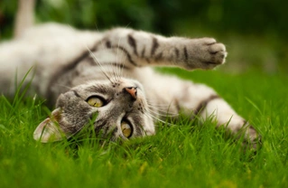 Lungworm in cats - Understanding the risks