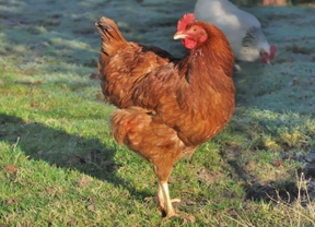 Eighteen interesting facts about chickens