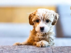 8 things to check when choosing a puppy