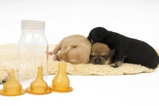Breeding from your dog - Hand rearing puppies