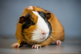 How to Keep a Healthy, Happy Guinea Pig