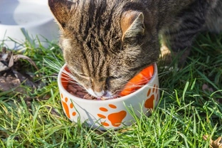 ¿Comida seca o húmeda para alimentar al gato?