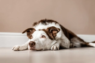 Six less-obvious signs that your dog is ill or in pain